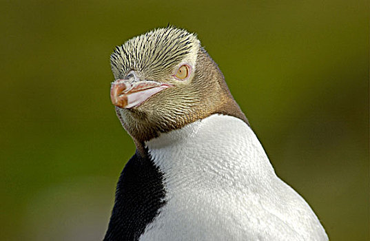 企鹅,头像,伊德比岛,新西兰