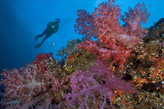 印度尼西亚,班达海,珊瑚礁景,潜水