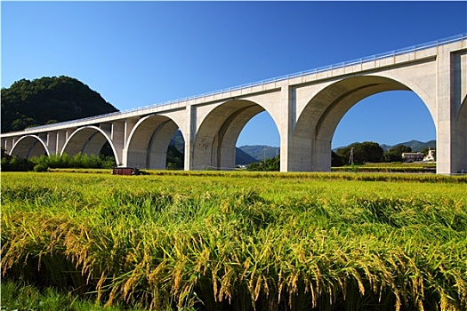 公路,桥,稻田
