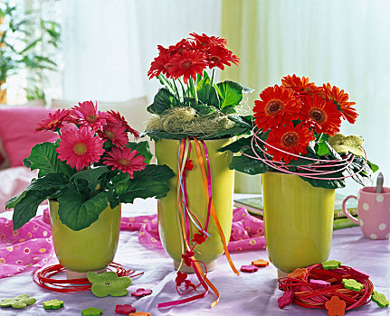大丁草,粉色,红色,淡绿色,种植器皿,装饰