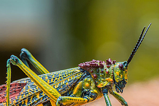 madagascar马达加斯加蚂蚱grasshopper微距摄影