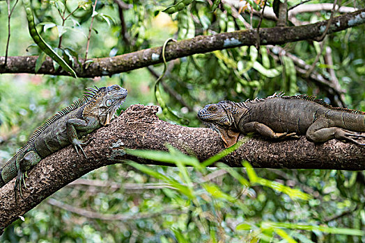 绿鬣蜥,躺着,树枝,哥斯达黎加,中美洲