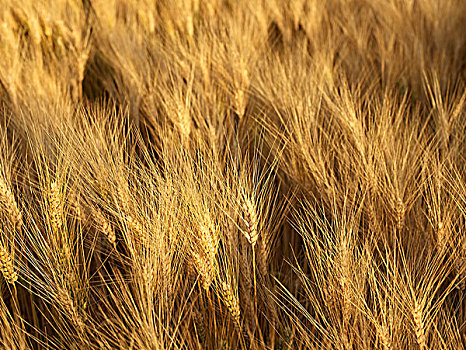 小麦,地点,日落,艾伯塔省,加拿大