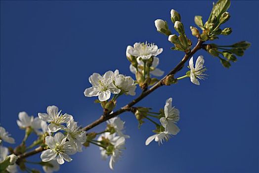 特写,花