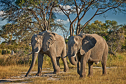 非洲,灌木,大象,非洲象,奥卡万戈三角洲,博茨瓦纳,南非