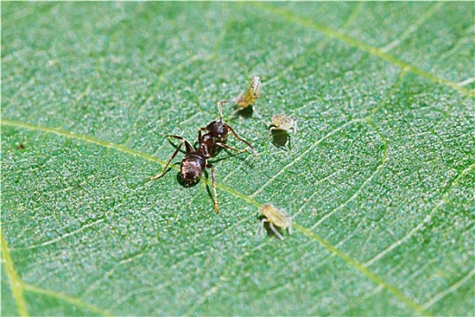 蚂蚁,放牧,蚜虫,叶子,胡桃