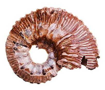 化石,菊石,壳
