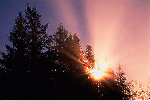 日出,树,靠近,安大略省,加拿大