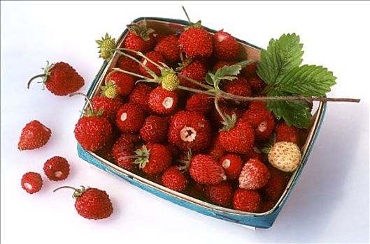 野草莓,盛屑篮