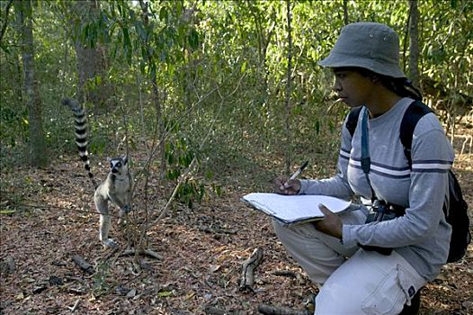 马尔加什人,研究人员,学习,影响,树,狐猴,植物,贝伦提私人保护区,南,马达加斯加