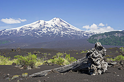 枯木,火山,背影,国家公园,区域,智利,南美