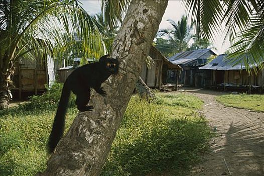 黑狐猴,狐猴,诺西空巴,岛屿,马达加斯加