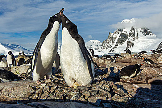 南极,阿德利企鹅,站立,鸟窝,岩石,阳光
