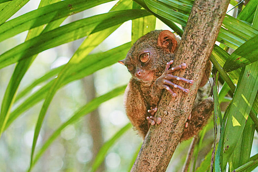菲律宾,薄荷岛,眼睛猴,树上,休息