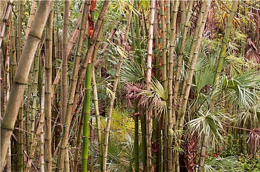 竹子,丛林
