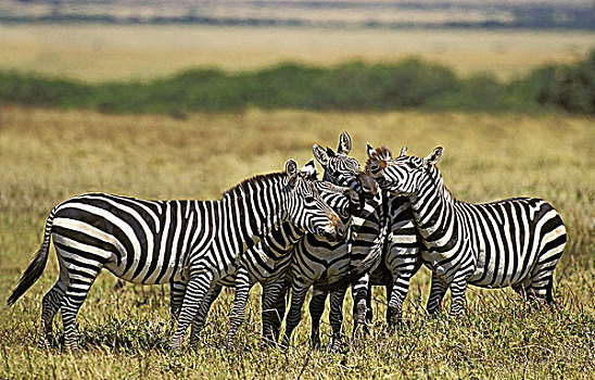 白氏斑马,斑马,群,马赛马拉,公园,肯尼亚