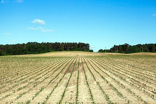 玉米田,农业