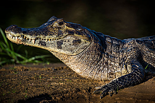 宽吻鳄,凯门鳄,潘塔纳尔,南马托格罗索州,巴西,南美