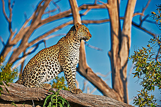 雌性,豹,奥卡万戈三角洲,博茨瓦纳,南非,非洲