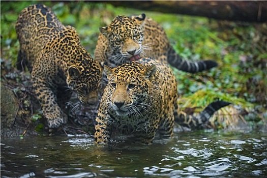 三个,幼兽,美洲虎,玩,相互,靠近,水