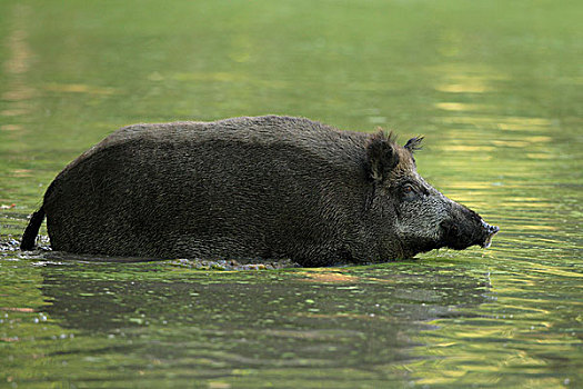野猪,站在水中,德国
