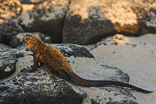 海鬣蜥,岛屿,加拉帕戈斯群岛,厄瓜多尔,南美