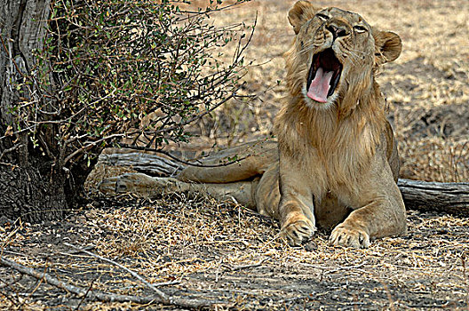 坦桑尼亚,禁猎区,狮子