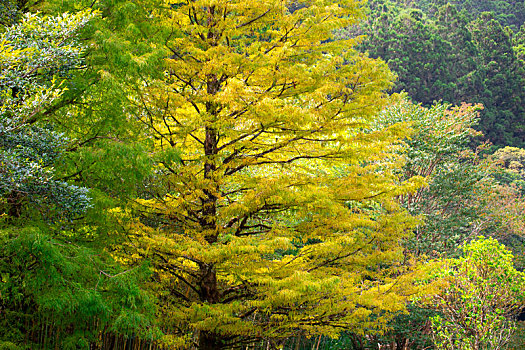 台湾宜兰县森林高山湖泊明池,翠绿的树林与菁苔