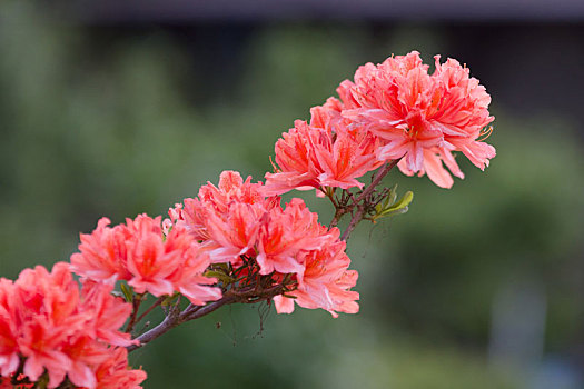 盛开,杜鹃花属植物