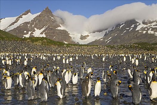 帝企鹅,成年,靠近,栖息地,海滩,秋天,早晨,露脊鲸湾,南乔治亚,南大洋,南极