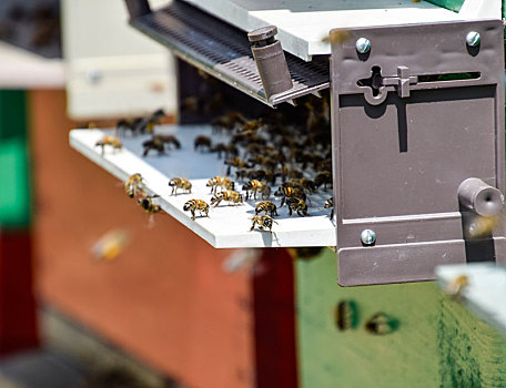 蜜蜂,飞虫,入口,蜂窝,托盘,洞