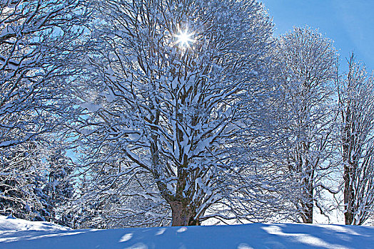 奥地利,提洛尔,冬季风景,靠近,基茨比厄尔