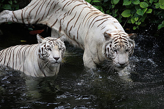 新加坡動物園老虎白虎