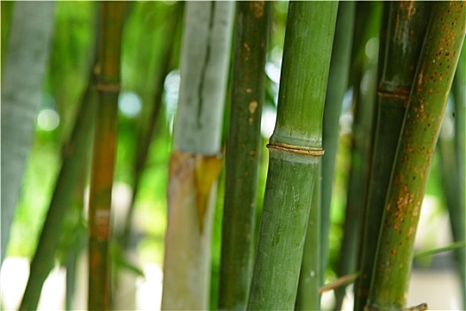 绿色,竹子,背景