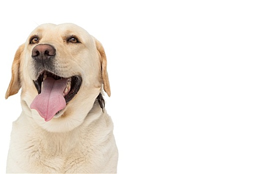 黄色拉布拉多犬,狗,伸出舌头