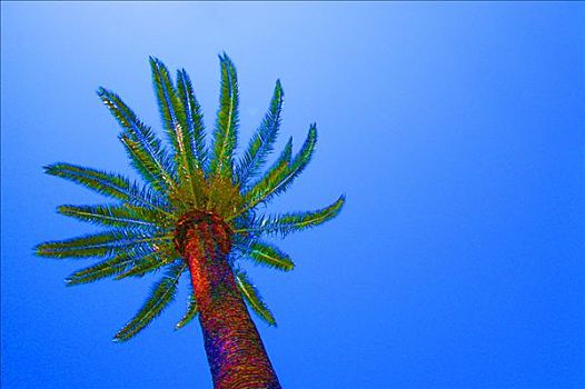 西班牙,巴塞罗那,棕榈树,蓝天