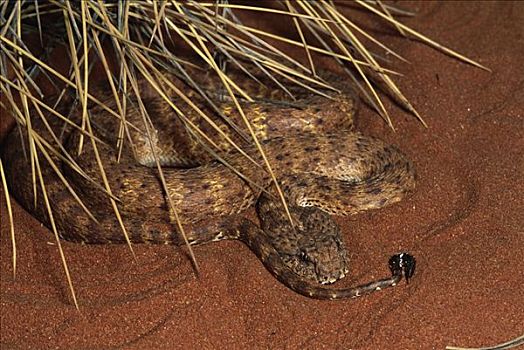 荒芜,死亡,蝰蛇,有毒,蛇,尾部,捕食,中心,澳大利亚