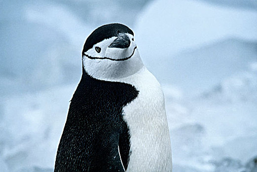 南极,帽带企鹅,特写