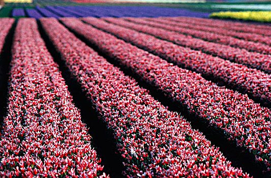 郁金香,农场,开花,库肯霍夫花园,荷兰