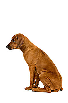 罗德西亚背脊犬,3个月,老,幼仔,坐,白色背景