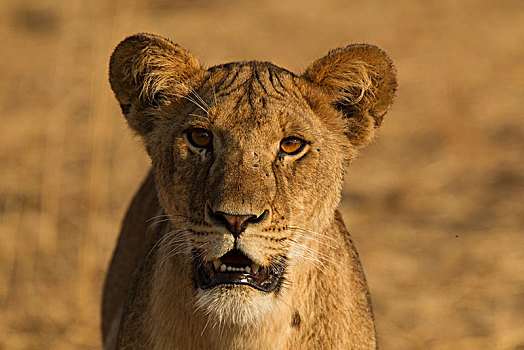 狮子,塔兰吉雷国家公园,坦桑尼亚