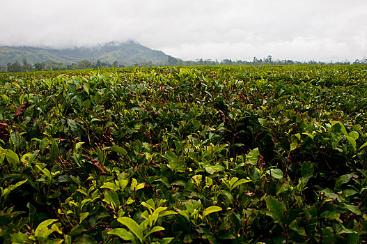 咖啡种植园,阿拉伯咖啡,靠近,哈根,西高地,省,巴布亚新几内亚,大洋洲