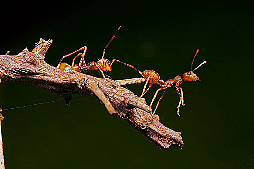 跳蛛,左边,模仿,绿色,树,蚂蚁,避开,食肉动物,柬埔寨