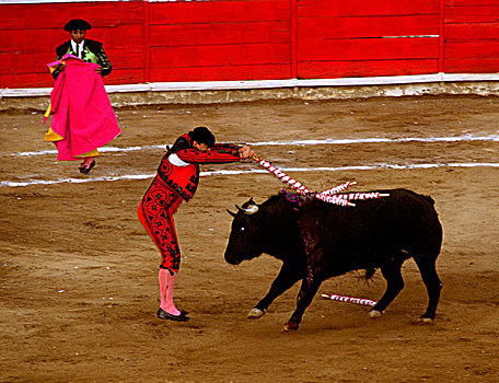 墨西哥,波托西地区,北美,斗牛,节日,开端,出血,公牛