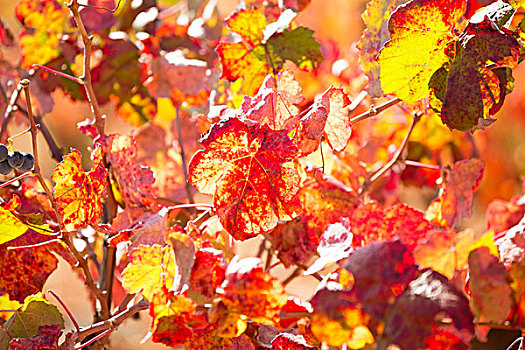 秋天,彩色,金色,红色,葡萄园,叶子,地中海,地点