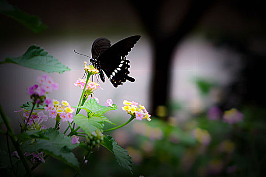 蝴蝶,花,蝶恋花,蝴蝶与五色花,五色梅