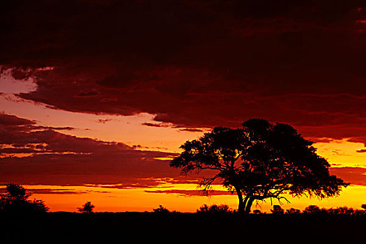 休息,露营,日落,埃托沙国家公园,纳米比亚,非洲