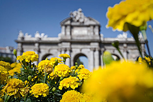 黄色,万寿菊,花,正面,阿尔卡拉,马德里,西班牙,欧洲