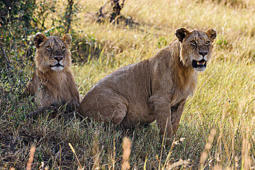 两个,幼兽,雄性,狮子,看,影子,灌木,马赛马拉,肯尼亚,非洲