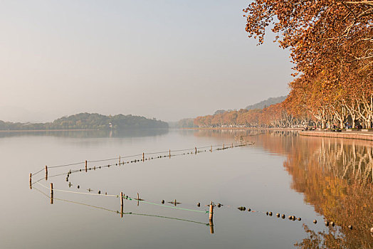 杭州西湖北山街梧桐树秋景